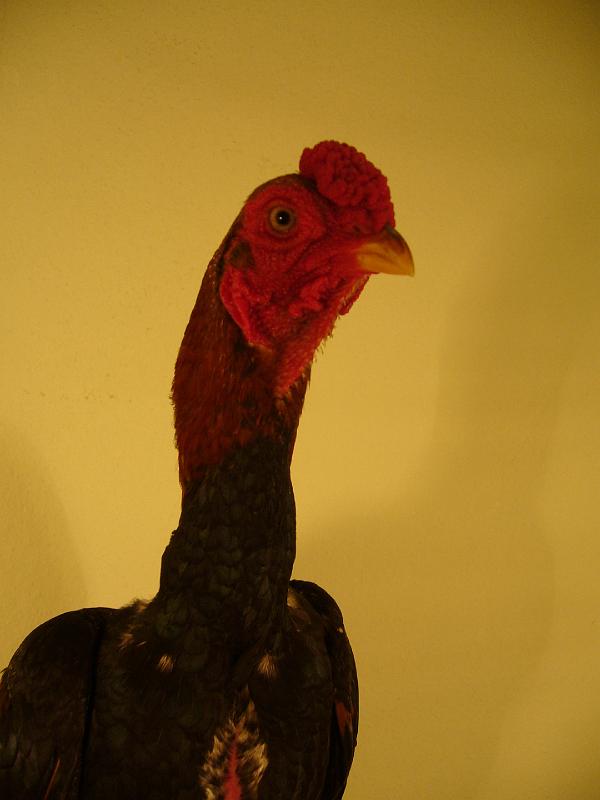 Munster 2009 210.jpg - Ko Shamo gold weizenfarbig von Marvin Kernebeck